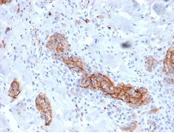 NGFR/TNFRSF16 Antibody / p75NTR / CD271