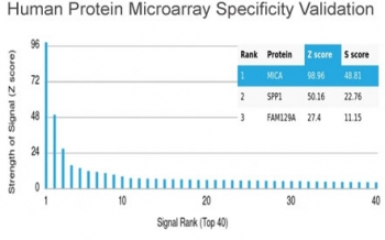 MICA Antibody