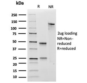 SOX4 Antibody