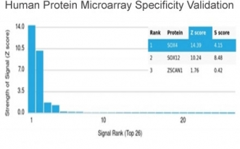 SOX4 Antibody