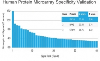 PHF10 Antibody