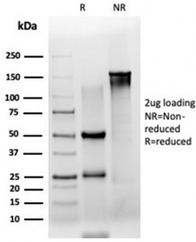 ZSCAN2 Antibody