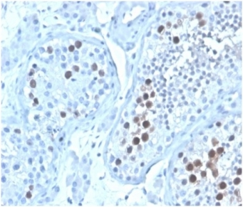 GMNN Antibody / Geminin