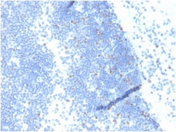 GMNN Antibody / Geminin