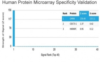 GMNN Antibody / Geminin