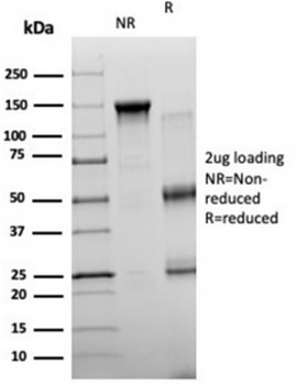 Neurogenin 3 Antibody / NGN3