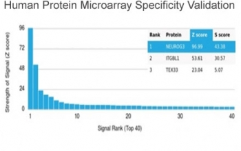 Neurogenin 3 Antibody / NGN3
