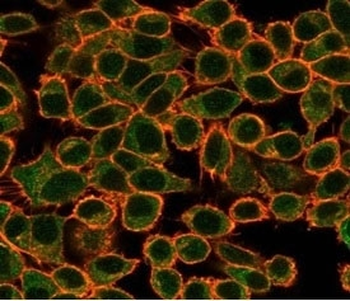 NFIA Antibody / Nuclear Factor 1 A