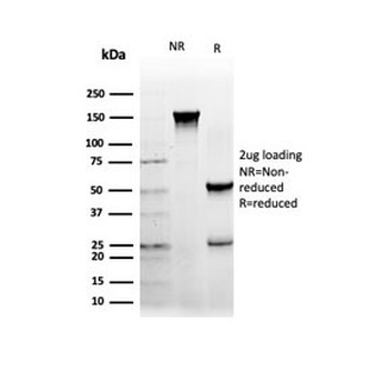 NFIA Antibody / Nuclear Factor 1 A