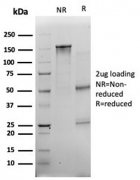 Myf-4 Antibody / MYOG / Myogenin