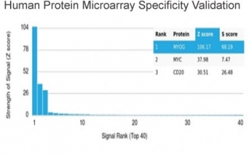 Myf-4 Antibody / MYOG / Myogenin