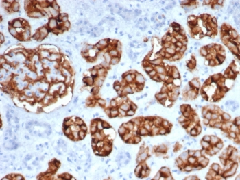 Neprilysin Antibody / CD10