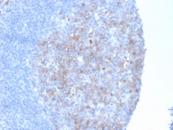 Neprilysin Antibody / CD10