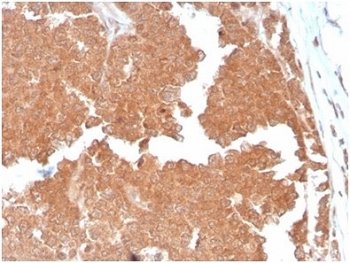 Aquaporin 4 Antibody / AQP4