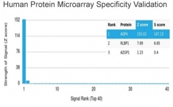Aquaporin 4 Antibody / AQP4