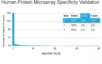 HOXB2 Antibody