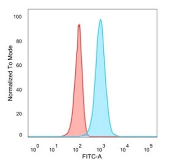 HOXB2 Antibody