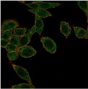 HOXB2 Antibody