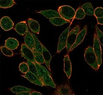 HDAC1 Antibody