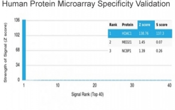 HDAC1 Antibody