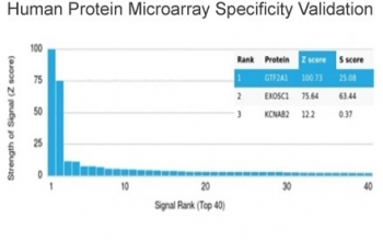 GTF2A1 Antibody / TFIIA