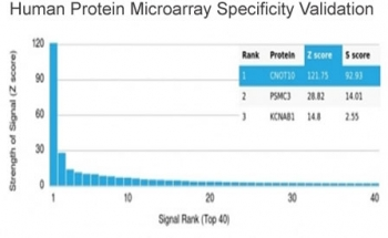 CNOT10 Antibody / CCR4-NOT transcription complex subunit 10