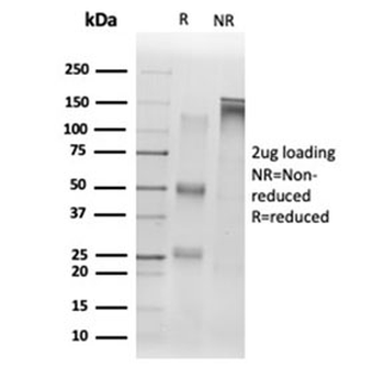 SIRT1 Antibody
