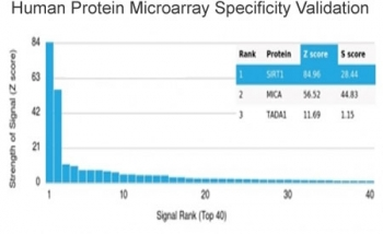 SIRT1 Antibody