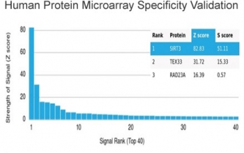 SIRT3 Antibody