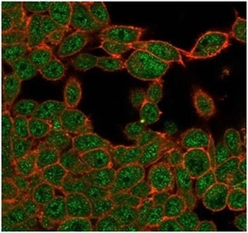 ZHX3 Antibody