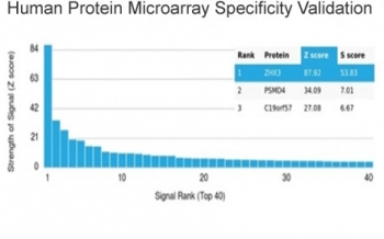 ZHX3 Antibody