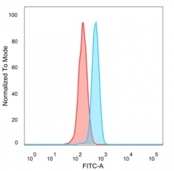 MEF2B Antibody