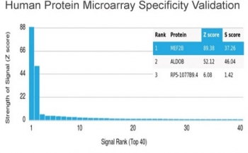 MEF2B Antibody