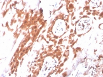 IDO2 Antibody / INDOL1