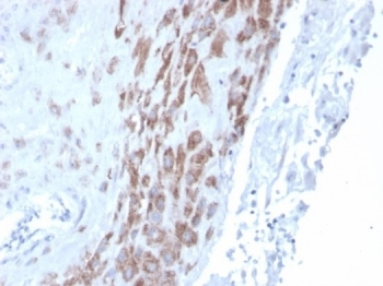 INDOL1 Antibody / IDO2