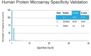 IL-7 Antibody