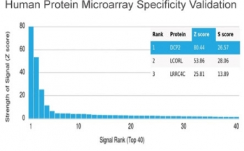 Decapping Protein 2 Antibody / DCP2 / m7GpppN-mRNA hydrolase