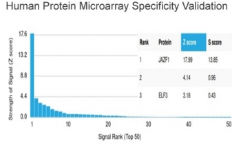 JAZF1 Antibody
