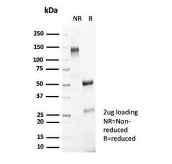 Recombinant Fox3 Antibody / NeuN