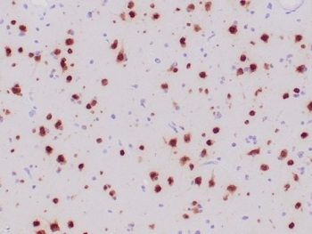 Recombinant NeuN Antibody / Fox3
