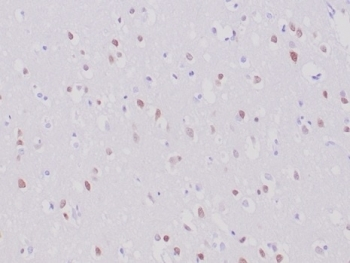Recombinant NeuN Antibody / Fox3