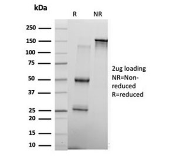 KLF17 Antibody