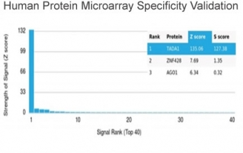 TADA1 Antibody / STAF42
