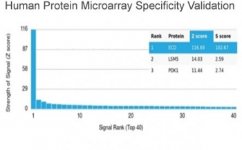 ECD Antibody / SGT1