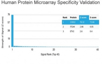 Chk2 Antibody / CHEK2