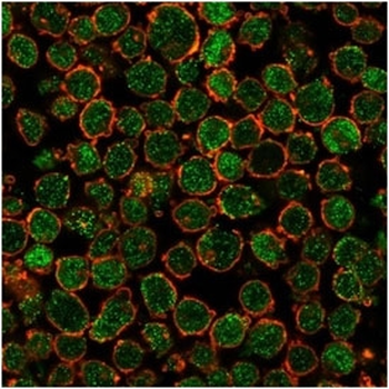 Chk2 Antibody / CHEK2