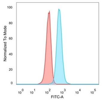 Chk2 Antibody / CHEK2
