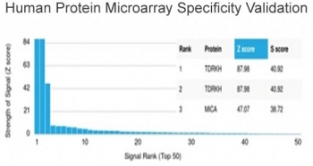 TDRKH Antibody