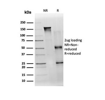 TDRKH Antibody
