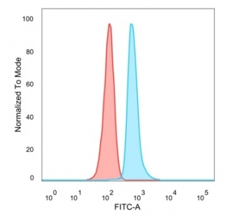 DMRT2 Antibody